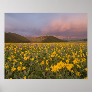 Speciell vildblomsäng vid soluppgången i poster