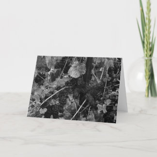 Specificera av druvor, draperen Vingård, Napa, Kort