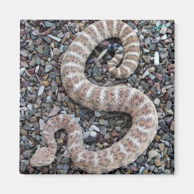 SPECKALRATTLESNAKE-magneot Magnet (Framsidan)