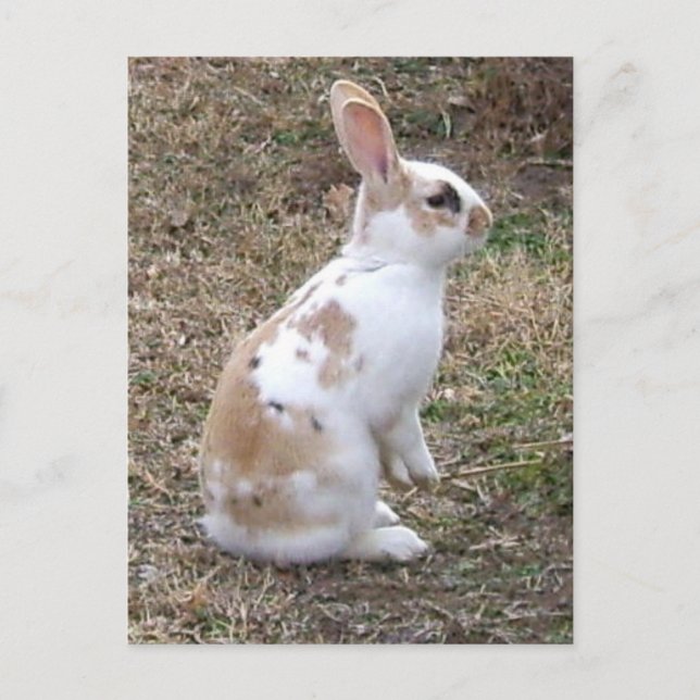 Specklad Bunny Rabbit Vykort (Framsida)