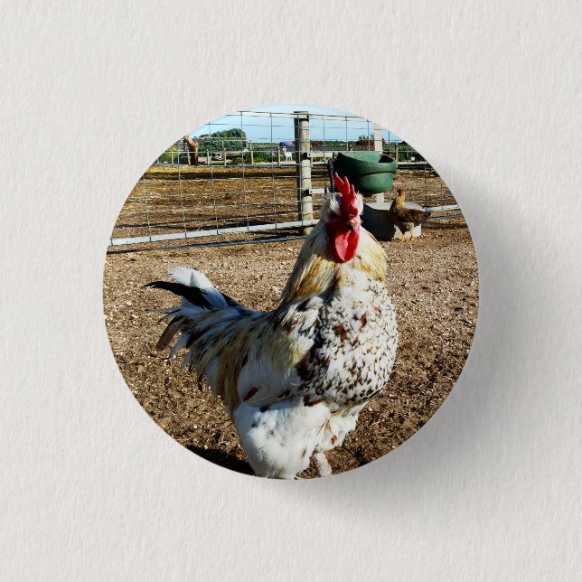 Specklad Farm Tupp, Badge Knapp (Framsida)