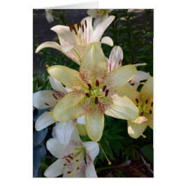 Specklad Gult Lily Flowers Blank Card Hälsningskort