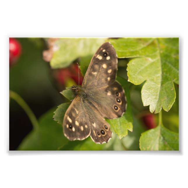 Specklad Wood Butterfly Fototryck (Framsidan)