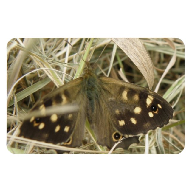 Specklad Wood Butterfly Premium Magnet (Horisontell)