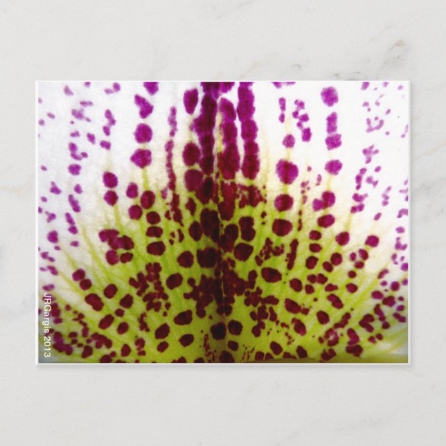 Specklat Phalaenopsis Orchid Postcard Vykort (Framsida)