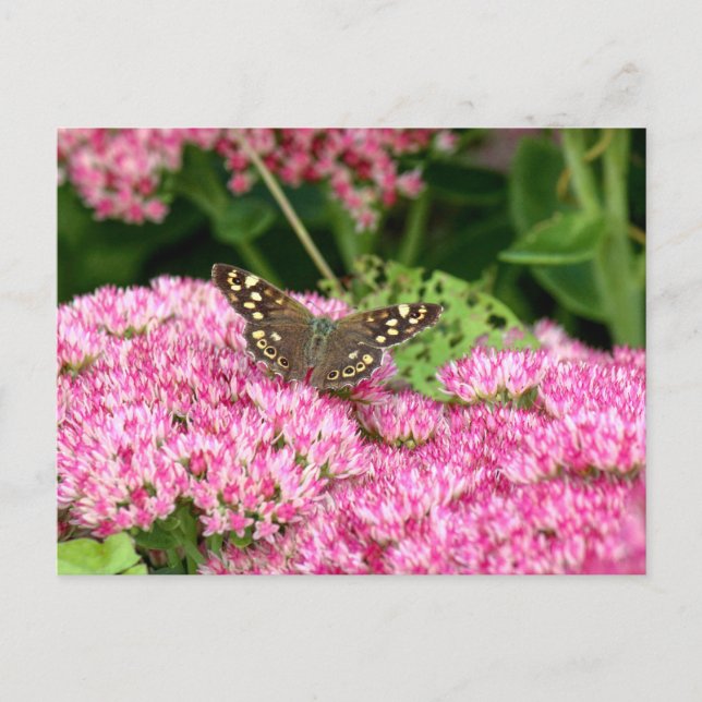 Specklat Wood - Butterfly på Sedum Vykort (Framsida)