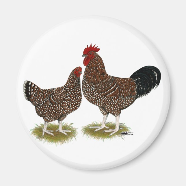 Speckled Sussex Chickens Magnet (Framsidan)