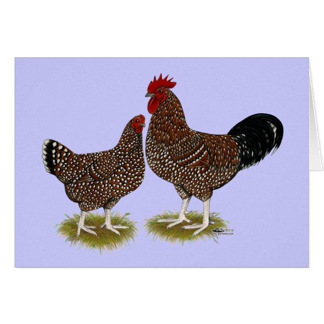 Speckled Sussex Chickens OBS Kort (Framsidan Horizontal)