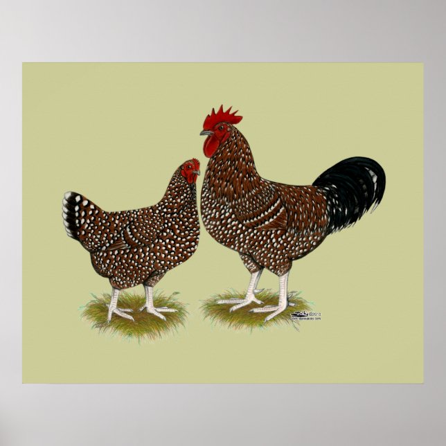 Speckled Sussex Chickens Poster (Framsidan)