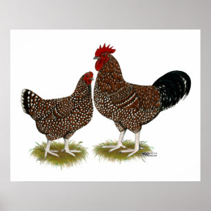 Speckled Sussex Chickens Poster