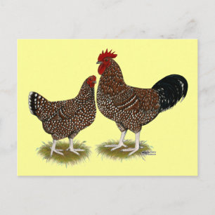 Speckled Sussex Chickens Vykort