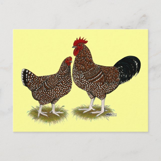 Speckled Sussex Chickens Vykort (Framsida)