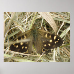 Speckled Wood Fjäril Tryck
