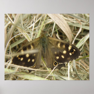Speckled Wood Fjärilstryck Poster