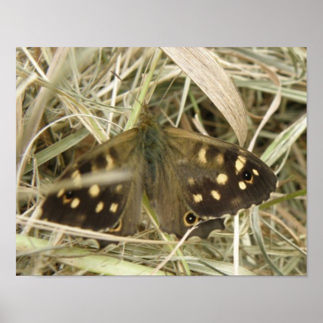 Speckled Wood Fjärilstryck Poster (Framsidan)