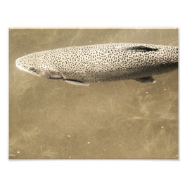 Speckler Fototryck