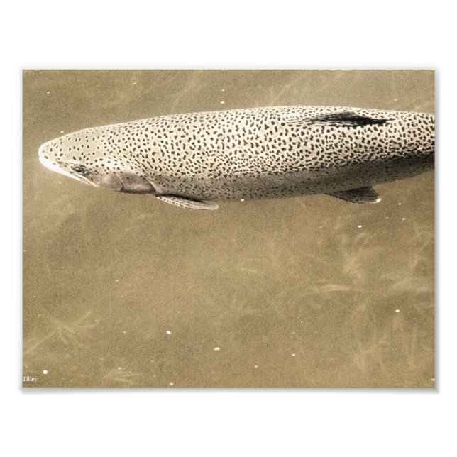 Speckler Fototryck (Framsidan)