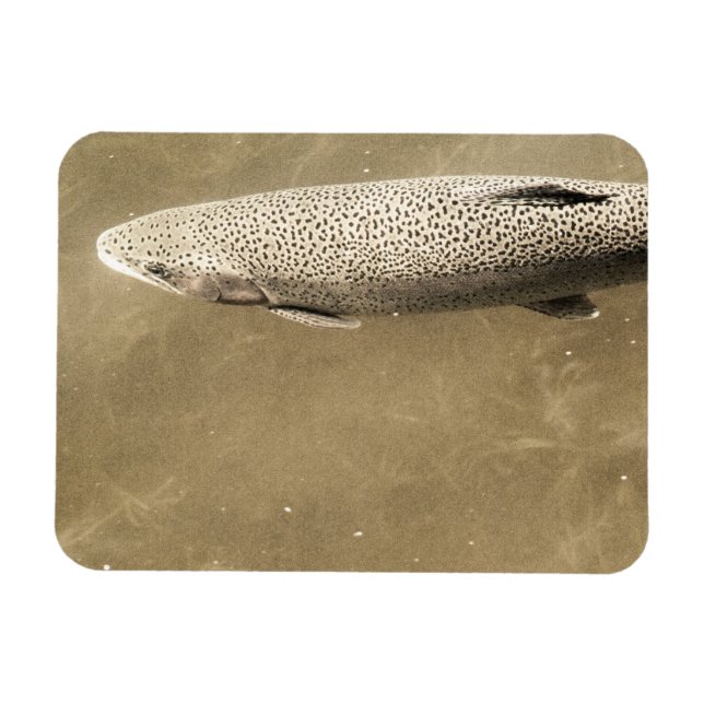 Speckler Magnet (Horisontell)