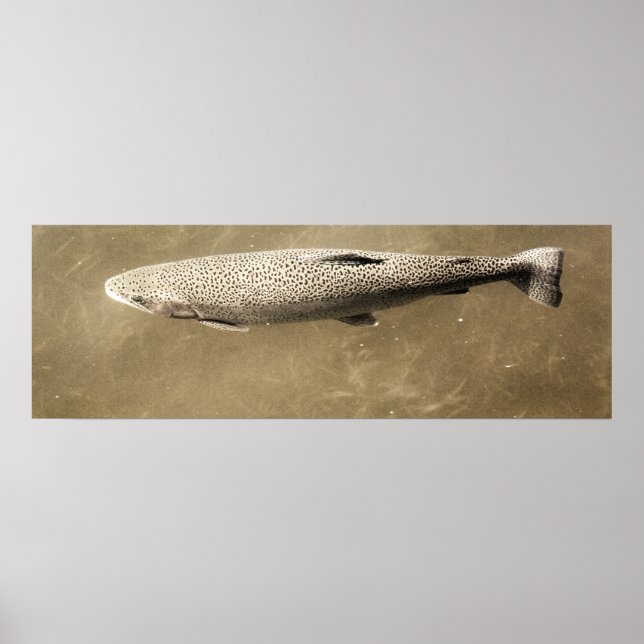 Speckler Poster (Framsidan)