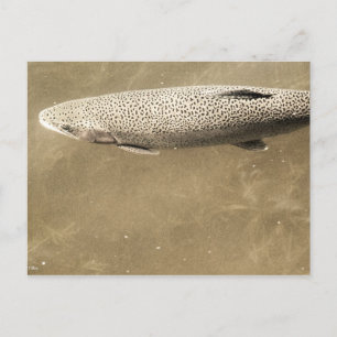 Speckler Vykort
