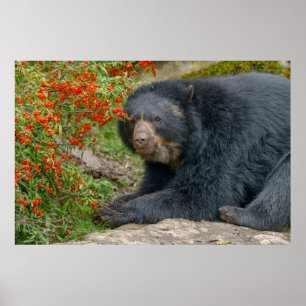 Spectacated Bear Lounging by Red Berries Poster