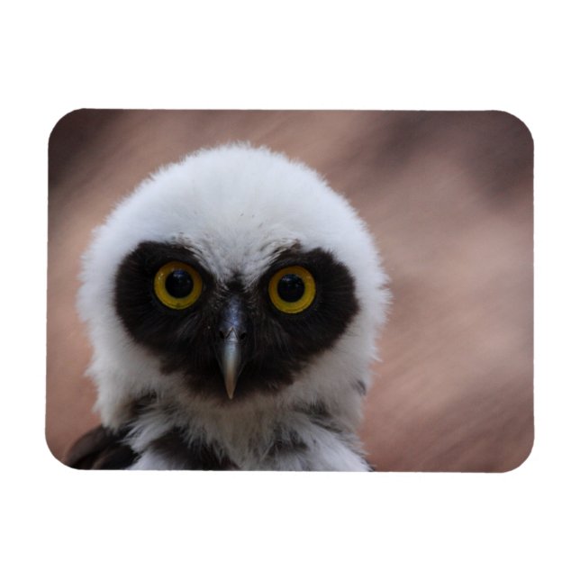 Spectacle Uggla Magnet (Horisontell)