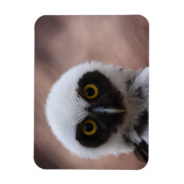 Spectacle Uggla Magnet