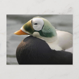 Spectacled Eider Vykort