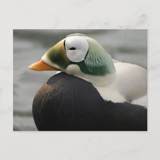 Spectacled Eider Vykort (Framsida)