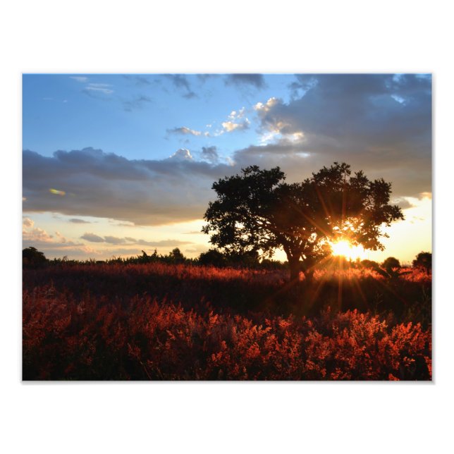 Spectacular African Sunset Fototryck (Framsidan)