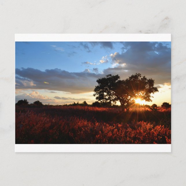 Spectacular African Sunset Vykort (Framsida)