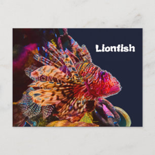 Spectaculär lionfisk vykort