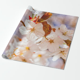 Spectacular Sakura Flowers. Hanami Season Presentpapper