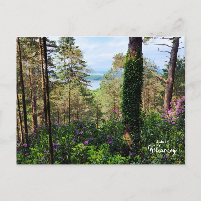 Spectakulär Killarney- Irland Vykort (Framsida)