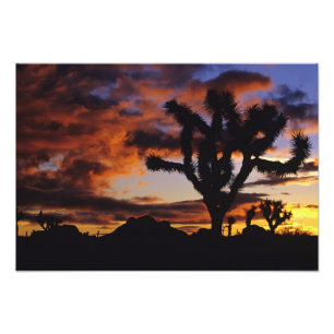 Spectakulär soluppgång vid Joshua Tree National Fototryck