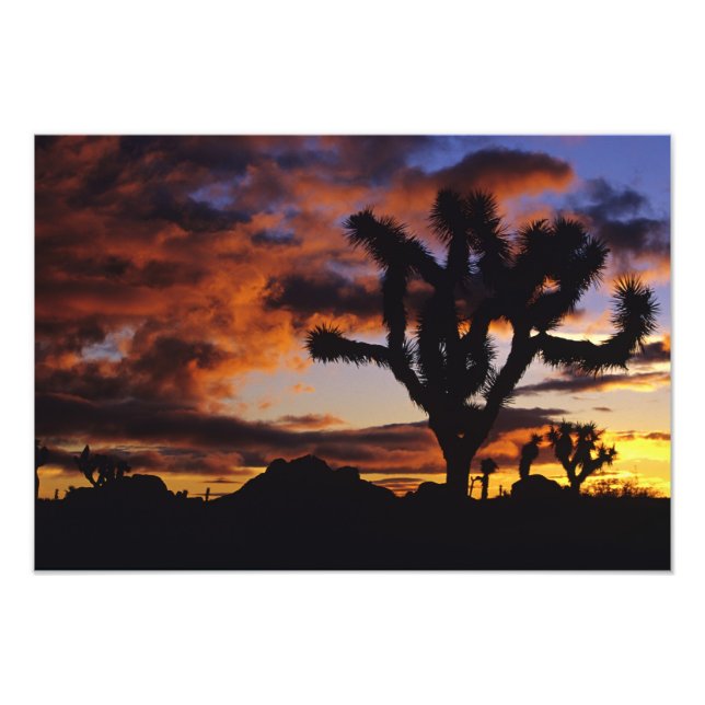 Spectakulär soluppgång vid Joshua Tree National Fototryck (Framsidan)