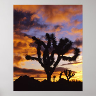 Spectakulär soluppgång vid Joshua Tree National Pa Poster