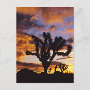 Spectakulär soluppgång vid Joshua Tree National Pa Vykort