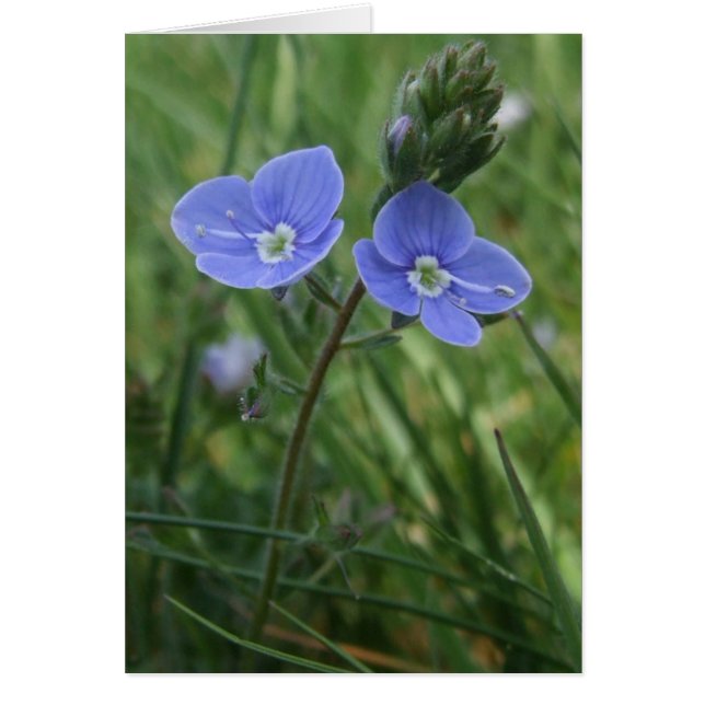 Speedwell Blåa blommor Card Hälsningskort (Framsidan)
