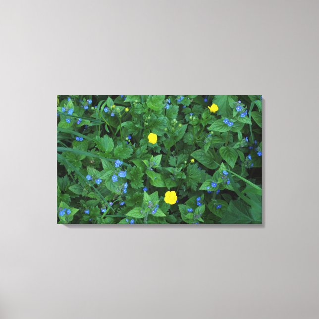 Speedwell och Buttercups Canvastryck (Framsida)