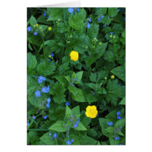 Speedwell och Buttercups Hälsningskort
