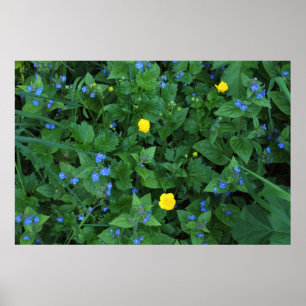 Speedwell och Buttercups Poster