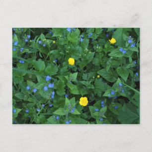 Speedwell och Buttercups Vykort