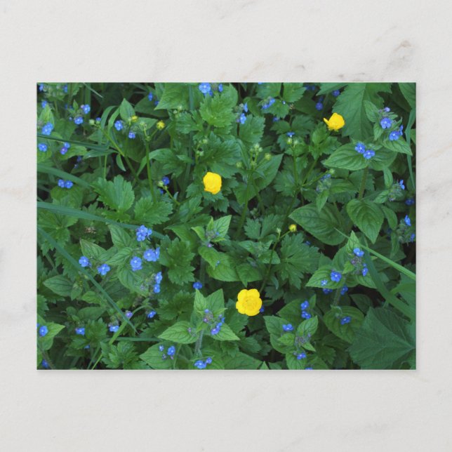 Speedwell och Buttercups Vykort (Framsida)