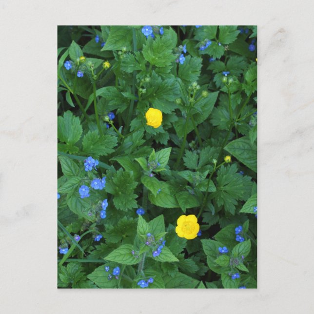 Speedwell och Buttercups Vykort (Framsida)