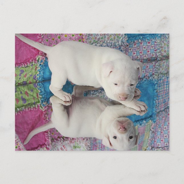 Spegel-bild Vykort (Framsida)