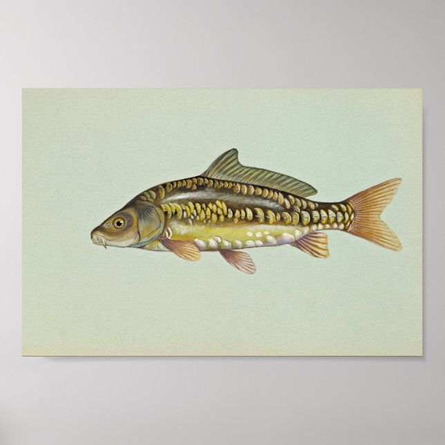 Spegel carp poster (Framsidan)