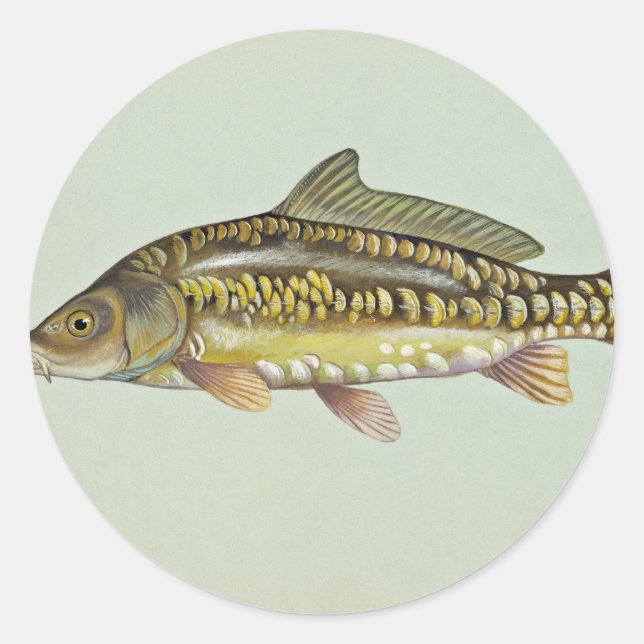 Spegel carp runt klistermärke (Framsida)
