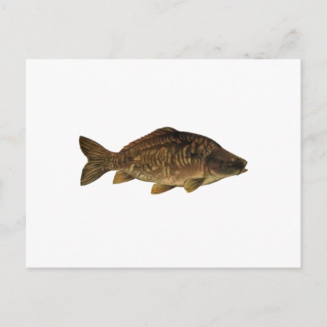 Spegel Carp Vykort (Framsida)