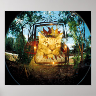 Spegel Cat Poster